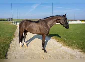 Koń westfalski, Klacz, 4 lat, 165 cm, Ciemnogniada