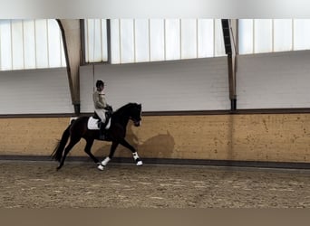 Koń westfalski, Klacz, 4 lat, 165 cm, Ciemnogniada