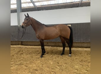 Koń westfalski, Klacz, 4 lat, 165 cm, Gniada