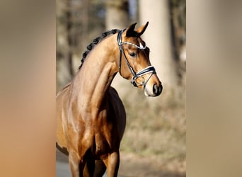 Koń westfalski, Klacz, 4 lat, 165 cm, Gniada