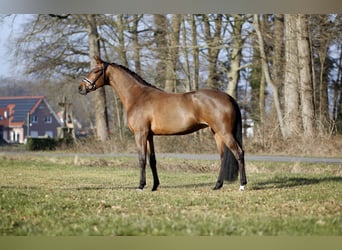 Koń westfalski, Klacz, 4 lat, 165 cm, Gniada