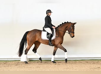 Koń westfalski, Klacz, 4 lat, 165 cm, Gniada