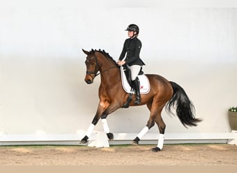 Koń westfalski, Klacz, 4 lat, 165 cm, Gniada