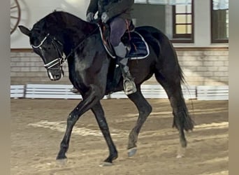 Koń westfalski, Klacz, 4 lat, 165 cm, Kara