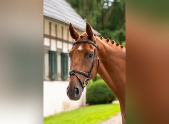 Koń westfalski, Klacz, 4 lat, 165 cm, Kasztanowata