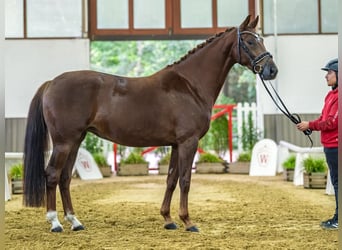 Koń westfalski, Klacz, 4 lat, 165 cm, Kasztanowata