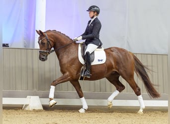 Koń westfalski, Klacz, 4 lat, 165 cm, Kasztanowata