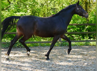 Koń westfalski, Klacz, 4 lat, 165 cm