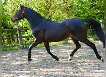Koń westfalski, Klacz, 4 lat, 165 cm