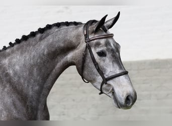 Koń westfalski, Klacz, 4 lat, 165 cm