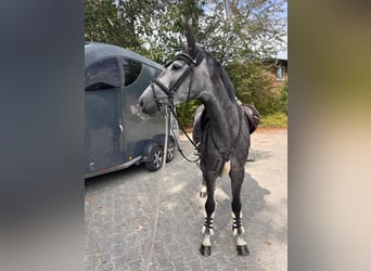 Koń westfalski, Klacz, 4 lat, 165 cm, Siwa jabłkowita