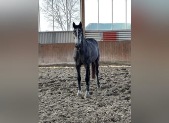 Koń westfalski, Klacz, 4 lat, 165 cm, Siwa jabłkowita