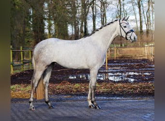 Koń westfalski, Klacz, 4 lat, 165 cm, Siwa