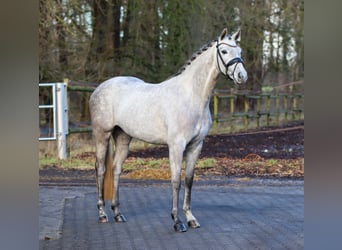 Koń westfalski, Klacz, 4 lat, 165 cm, Siwa