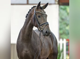 Koń westfalski, Klacz, 4 lat, 166 cm, Ciemnogniada