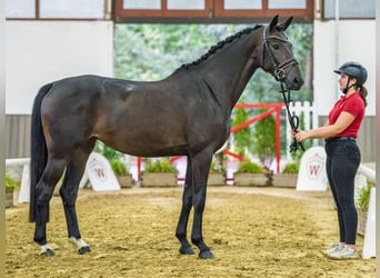 Koń westfalski, Klacz, 4 lat, 166 cm, Ciemnogniada