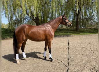 Koń westfalski, Klacz, 4 lat, 166 cm, Gniada
