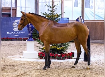 Koń westfalski, Klacz, 4 lat, 166 cm, Gniada