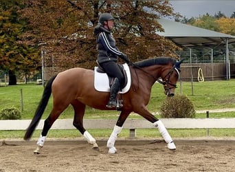 Koń westfalski, Klacz, 4 lat, 166 cm, Gniada Koń westfalski, Klacz, 4 lat, 166 cm, Gniada