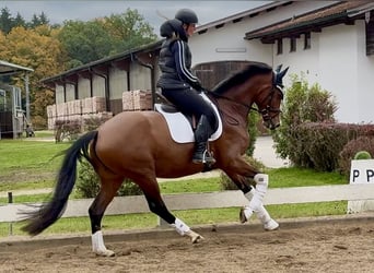 Koń westfalski, Klacz, 4 lat, 166 cm, Gniada Koń westfalski, Klacz, 4 lat, 166 cm, Gniada