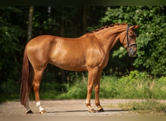 Koń westfalski, Klacz, 4 lat, 166 cm, Kasztanowata