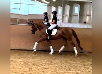 Koń westfalski, Klacz, 4 lat, 166 cm, Kasztanowata