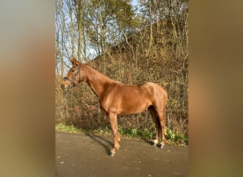 Koń westfalski, Klacz, 4 lat, 166 cm, Kasztanowata