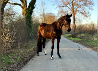 Koń westfalski, Klacz, 4 lat, 167 cm, Ciemnogniada