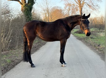 Koń westfalski, Klacz, 4 lat, 167 cm, Ciemnogniada