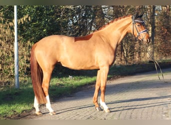 Koń westfalski, Klacz, 4 lat, 167 cm, Kasztanowata