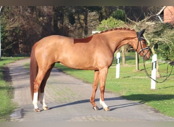 Koń westfalski, Klacz, 4 lat, 167 cm, Kasztanowata