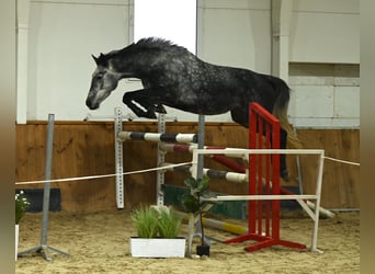 Koń westfalski, Klacz, 4 lat, 167 cm, Siwa jabłkowita