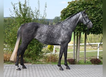 Koń westfalski, Klacz, 4 lat, 167 cm, Siwa jabłkowita