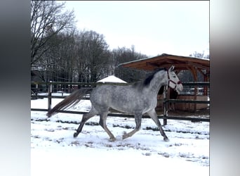 Koń westfalski, Klacz, 4 lat, 167 cm, Siwa