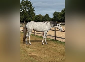 Koń westfalski, Klacz, 4 lat, 167 cm, Siwa