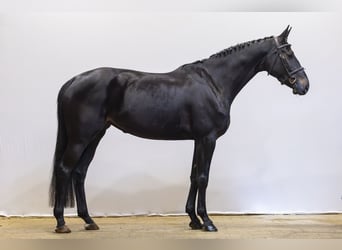Koń westfalski, Klacz, 4 lat, 167 cm, Skarogniada