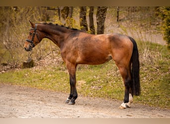 Koń westfalski, Klacz, 4 lat, 168 cm, Gniada
