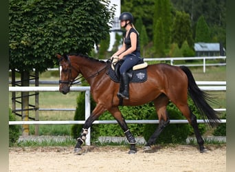 Koń westfalski, Klacz, 4 lat, 168 cm, Gniada