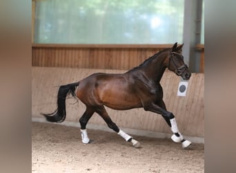 Koń westfalski, Klacz, 4 lat, 168 cm, Gniada