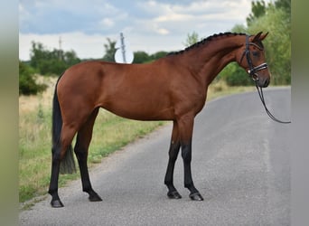 Koń westfalski, Klacz, 4 lat, 168 cm, Gniada