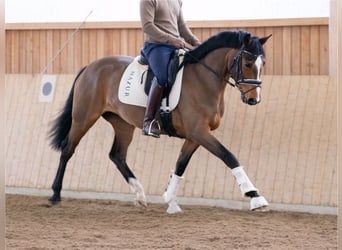Koń westfalski, Klacz, 4 lat, 168 cm, Gniada