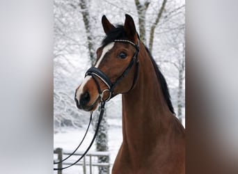 Koń westfalski, Klacz, 4 lat, 168 cm, Gniada