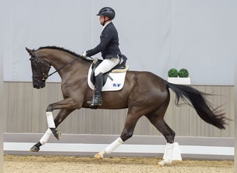 Koń westfalski, Klacz, 4 lat, 168 cm, Kara