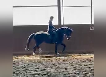 Koń westfalski, Klacz, 4 lat, 168 cm, Kara