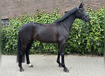 Koń westfalski, Klacz, 4 lat, 168 cm, Kara