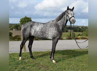 Koń westfalski, Klacz, 4 lat, 168 cm, Siwa jabłkowita