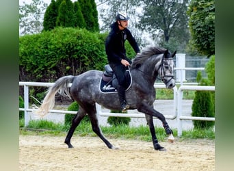 Koń westfalski, Klacz, 4 lat, 168 cm, Siwa jabłkowita