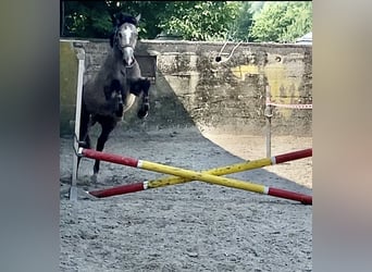 Koń westfalski, Klacz, 4 lat, 168 cm, Siwa