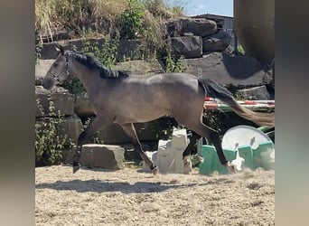Koń westfalski, Klacz, 4 lat, 168 cm, Siwa