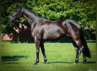 Koń westfalski, Klacz, 4 lat, 168 cm, Skarogniada